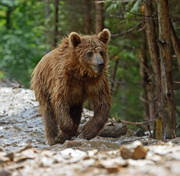 Ruskea karhu Karpaateissa — kuvapankkivalokuva