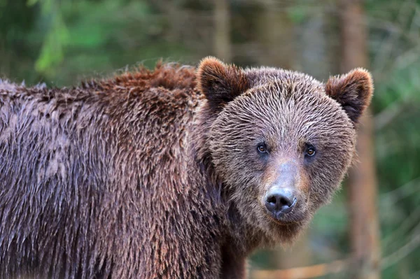 Бурый медведь в Карпатах — стоковое фото