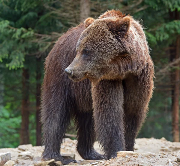 棕熊在喀尔巴阡 — 图库照片
