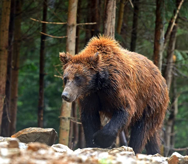 Urso castanho nos Cárpatos — Fotografia de Stock