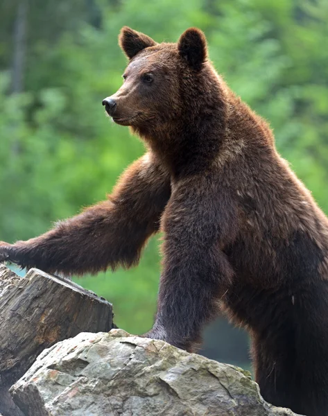 Barna medve, a Kárpátok — Stock Fotó