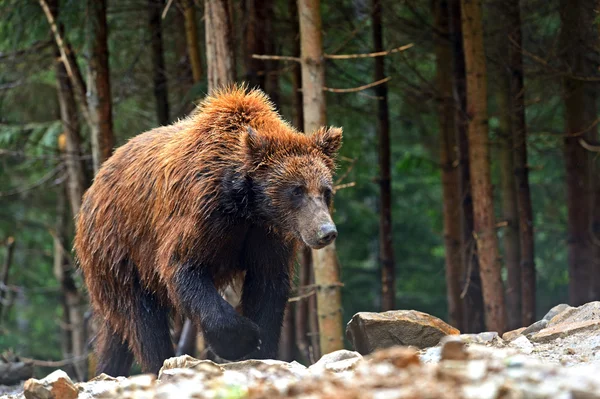 Niedźwiedź brunatny w Karpatach — Zdjęcie stockowe