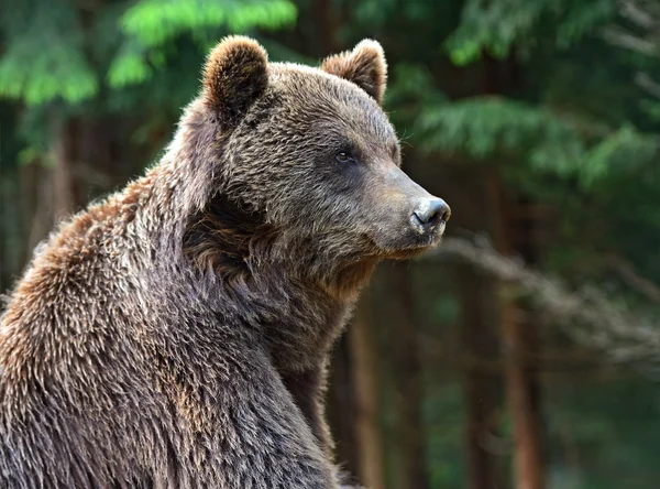 Orso bruno nei Carpazi — Foto Stock