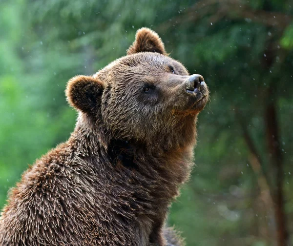 Brown bear in the Carpathians — Stock Photo, Image