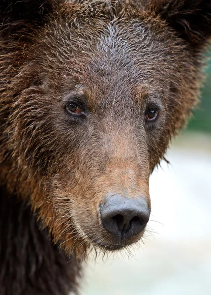 Oso pardo en los Cárpatos — Foto de Stock