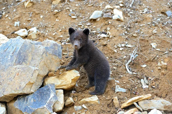 Malý medvěd — Stock fotografie