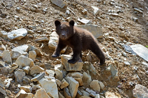 Pequeño oso. —  Fotos de Stock