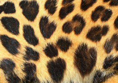 Leopar deri