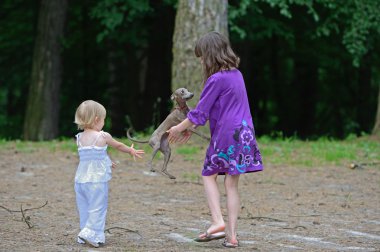 küçük İtalyan tazı