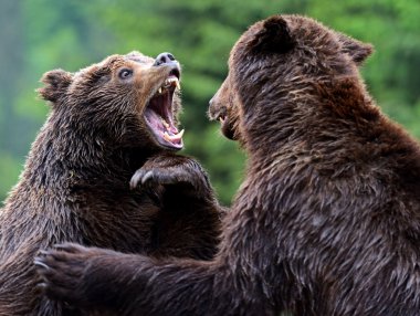 kahverengi ayı içinde Karpatlar.