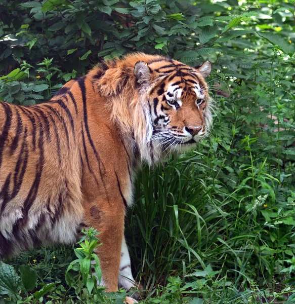 Amur tijger — Stockfoto