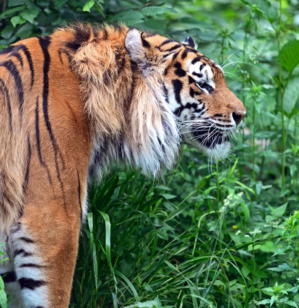 Tigre de Amur —  Fotos de Stock