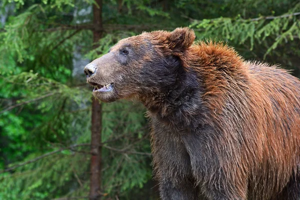 棕熊在喀尔巴阡. — 图库照片
