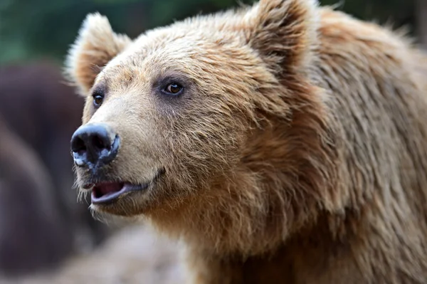 Les ours bruns dans les Carpates . — Photo