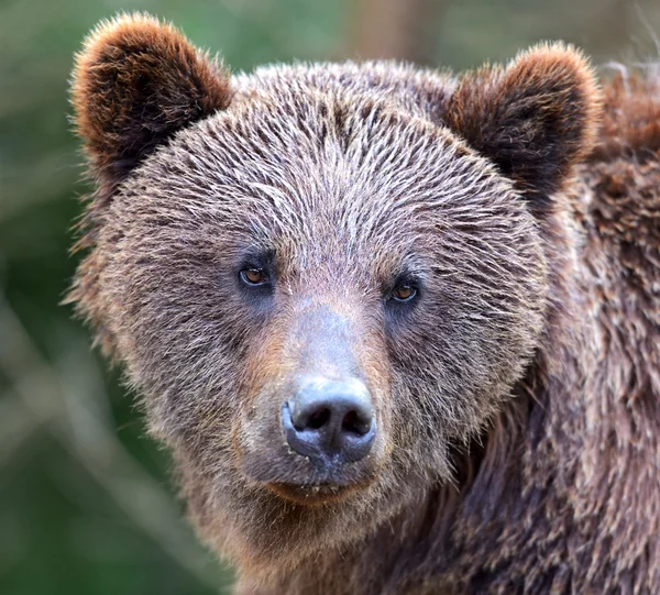 Braunbär — Stockfoto