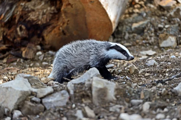 Badger — Stock Photo, Image