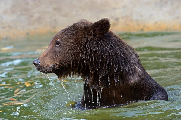 Orso bruno — Foto Stock