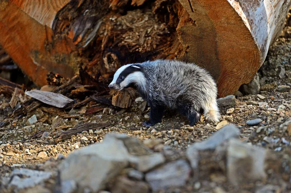 Badger — Stock Photo, Image