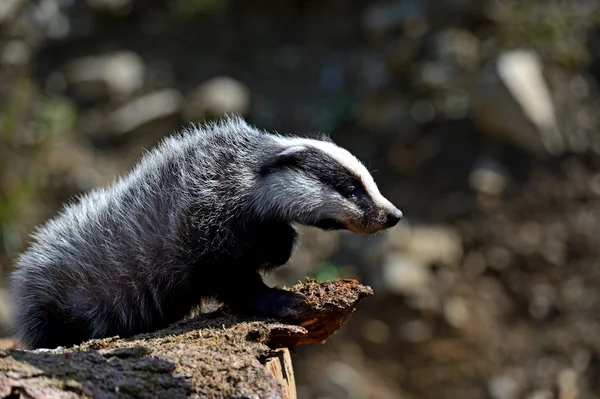 Badger Eropa — Stok Foto