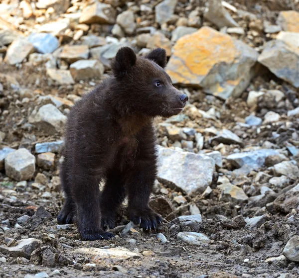 Kleiner Bär — Stockfoto