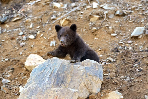 Kleiner Bär — Stockfoto