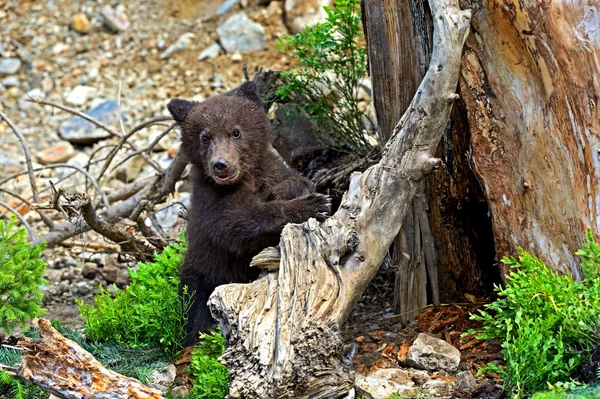 Kleiner Bär — Stockfoto