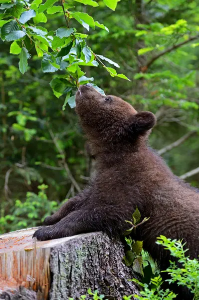 Pequeño oso. — Foto de Stock