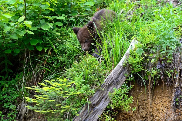 ลูกรัก BEAR — ภาพถ่ายสต็อก