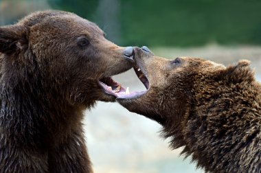 kahverengi ayı içinde Karpatlar.