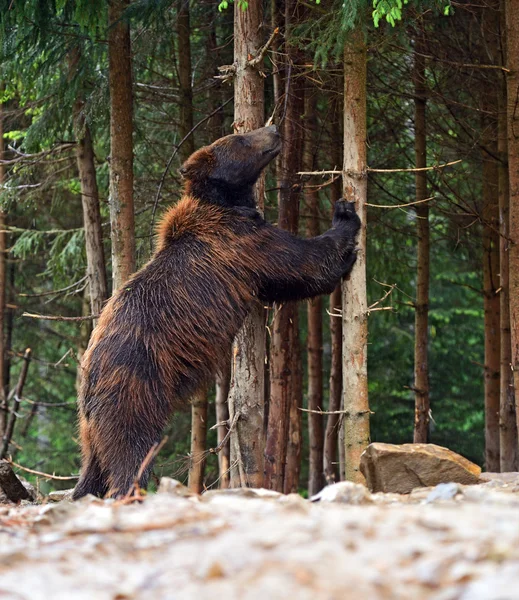 Brun björn — Stockfoto