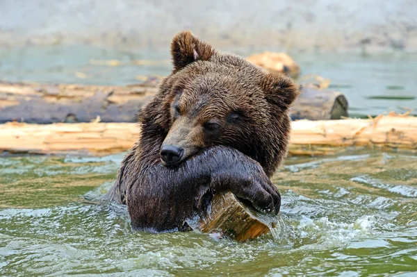 Brown bear — Stock Photo, Image