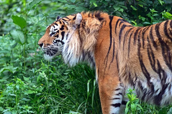 Amur tijger — Stockfoto