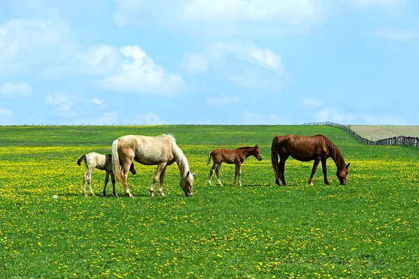 Pferd — Stockfoto