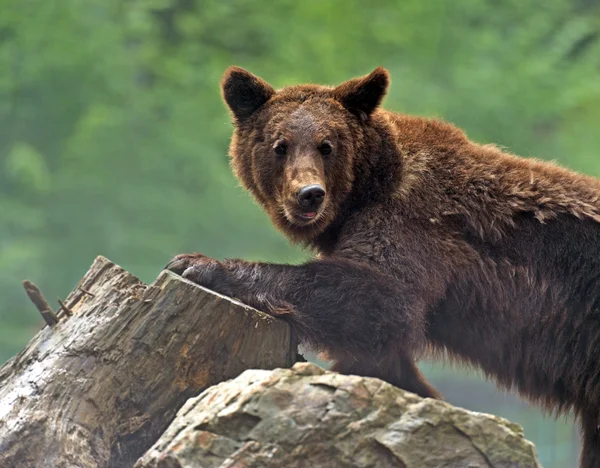 Бурі ведмеді в Карпатах. — Stock Fotó