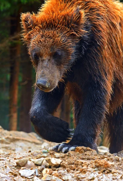 Niedźwiedzi brunatnych w Karpatach. — Zdjęcie stockowe