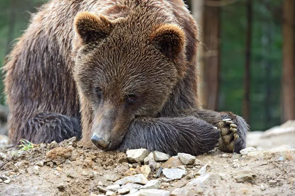 Urși bruni în Carpați . — Fotografie, imagine de stoc