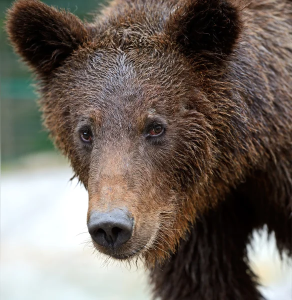 Les ours bruns dans les Carpates . — Photo