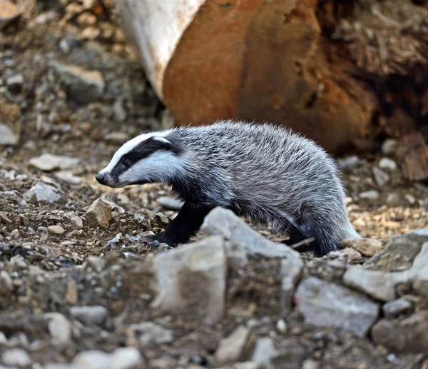 Badger — Stok Foto