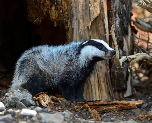 Badger — Stok Foto