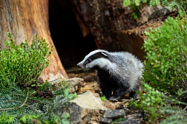 Badger — Stock Photo, Image