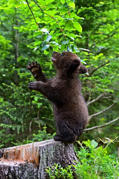 Pequeño oso. — Foto de Stock