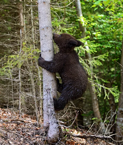 Pequeño oso. — Foto de Stock