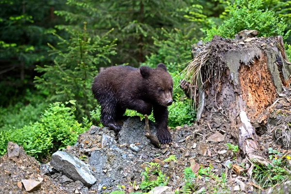 Urso castanho — Fotografia de Stock