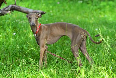 küçük İtalyan tazı