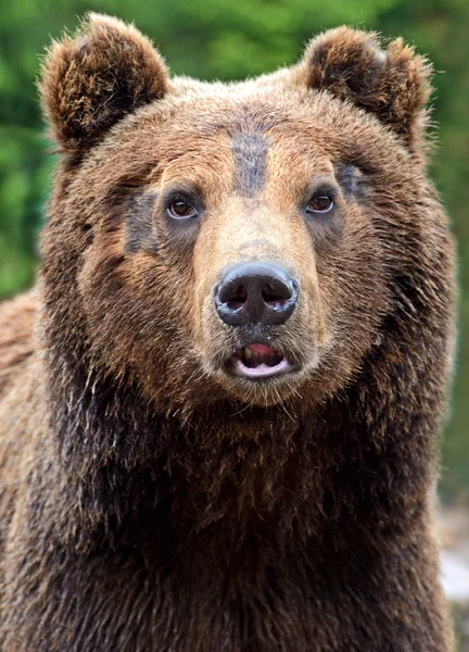 Niedźwiedzi brunatnych w Karpatach. — Zdjęcie stockowe