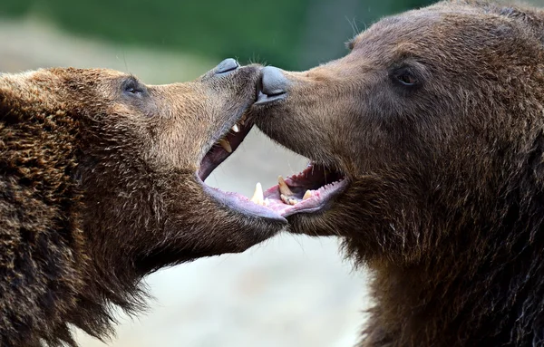 kahverengi ayı içinde Karpatlar.