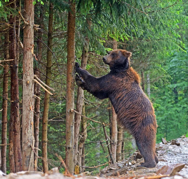 Hnědí medvědi v Karpatech. — Stock fotografie