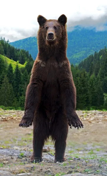 Bruine beren in de Karpaten. — Stockfoto