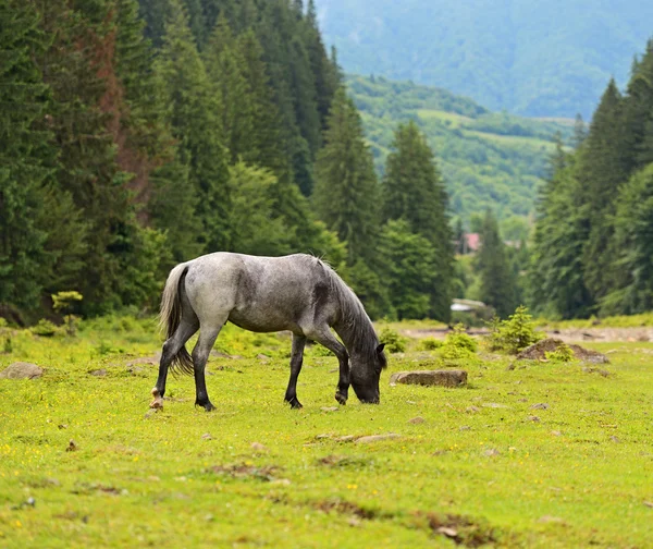 Pferd — Stockfoto