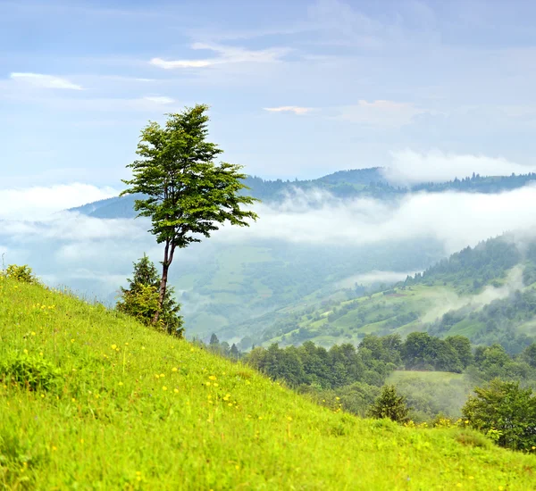 Abendlandschaft in den Bergen. Ukraine. — Stockfoto